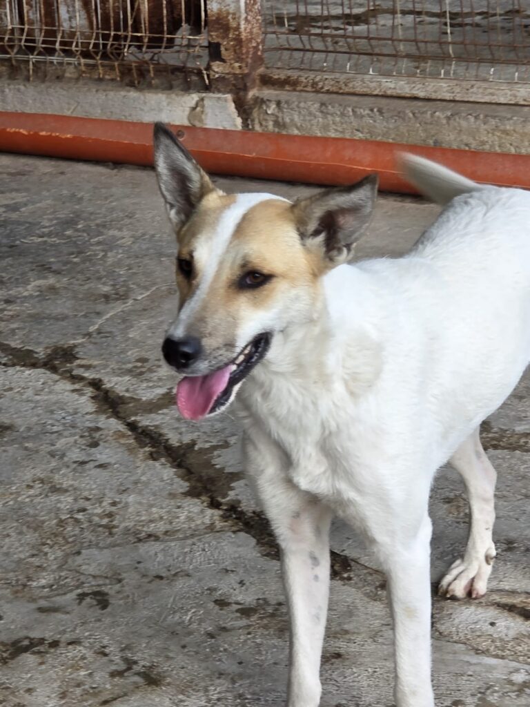 amy 1