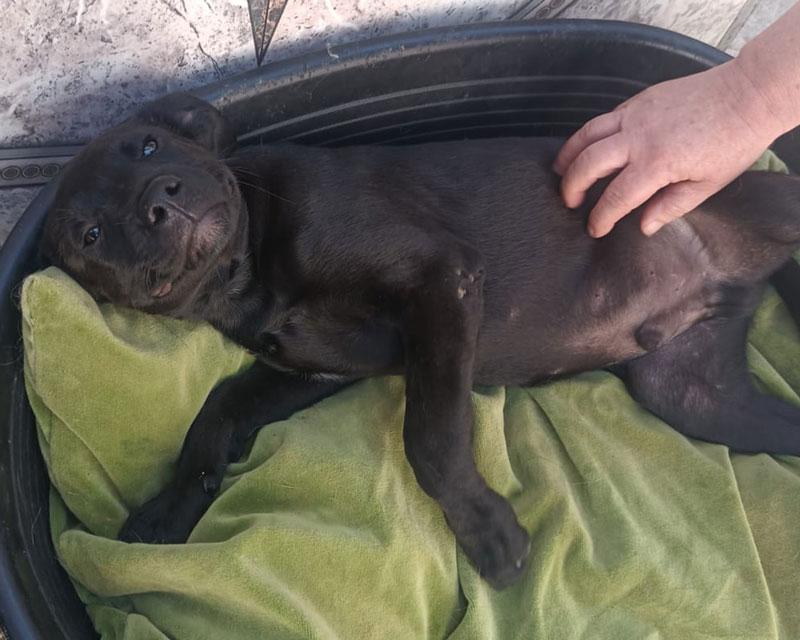 Angus