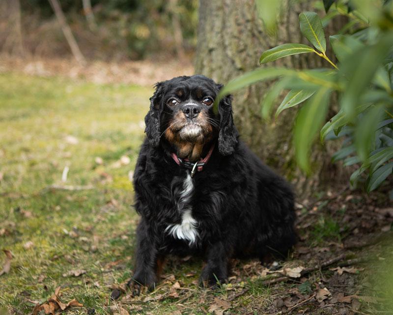 Bella