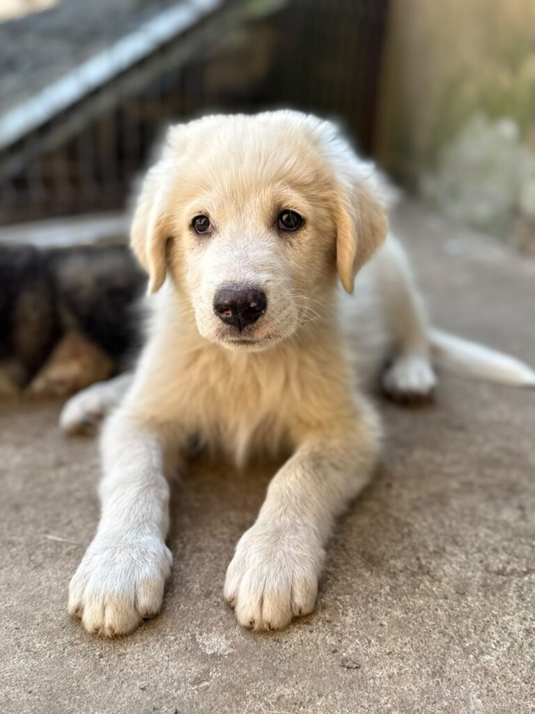 Ben