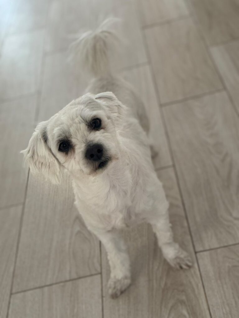 bobo