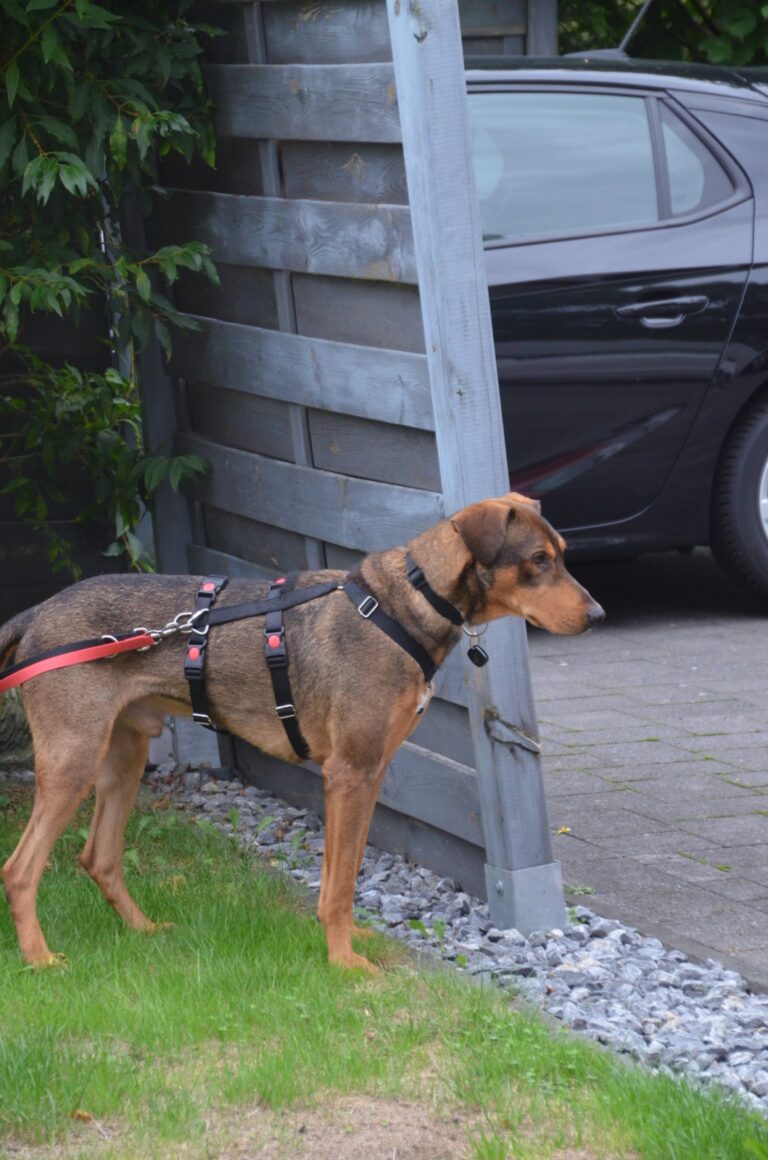 bruno 2