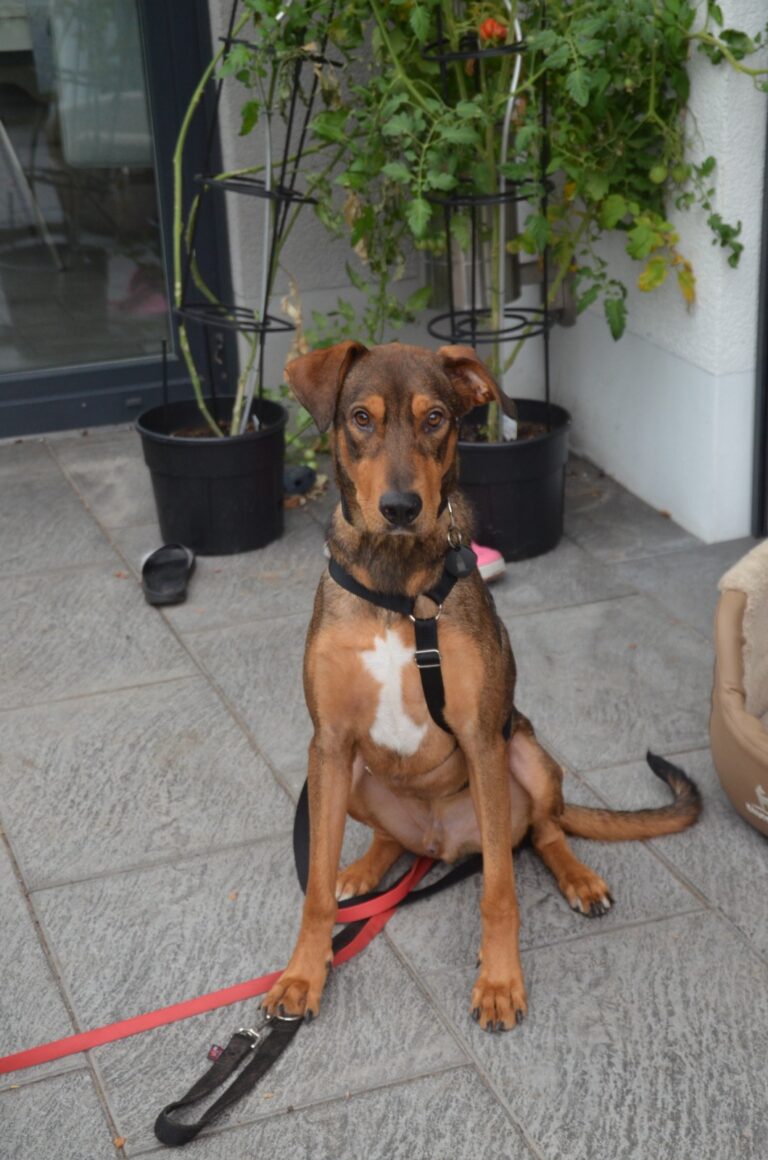 bruno 3