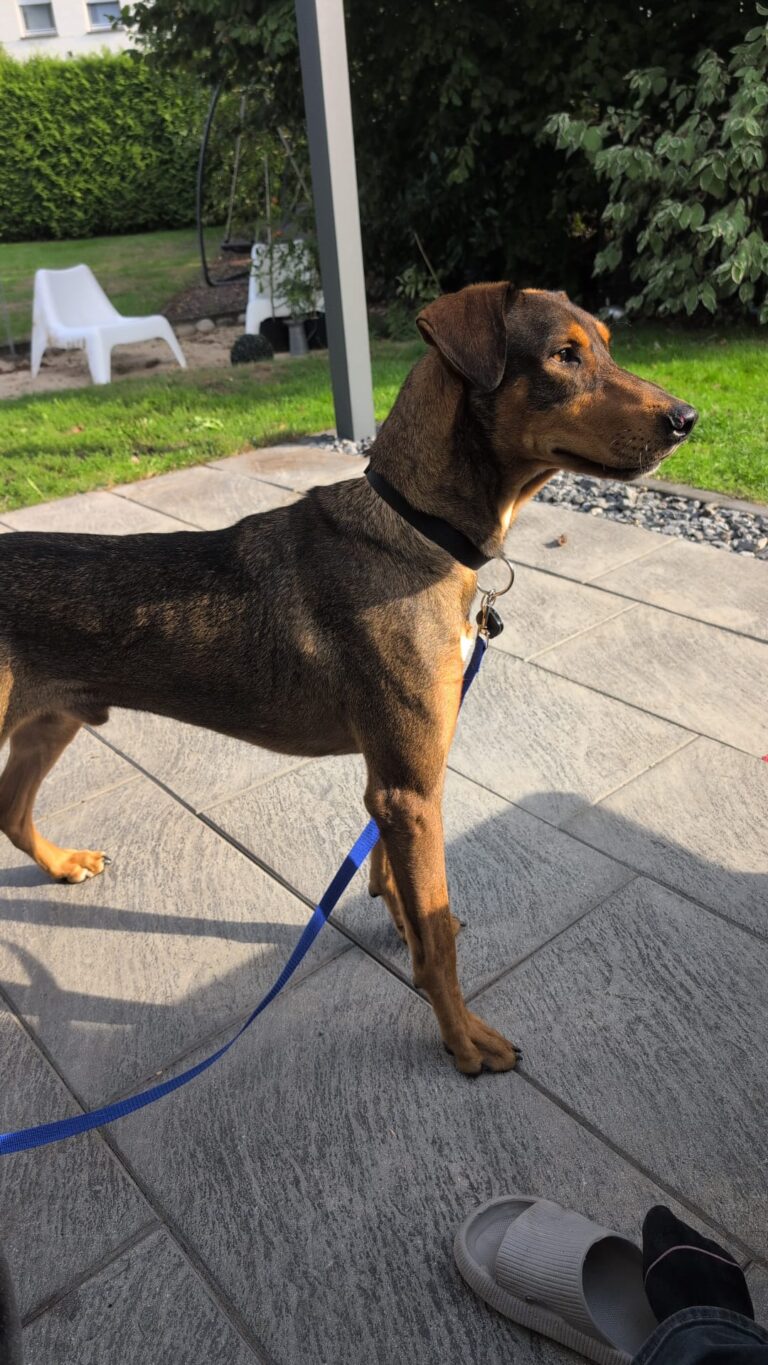 bruno 5