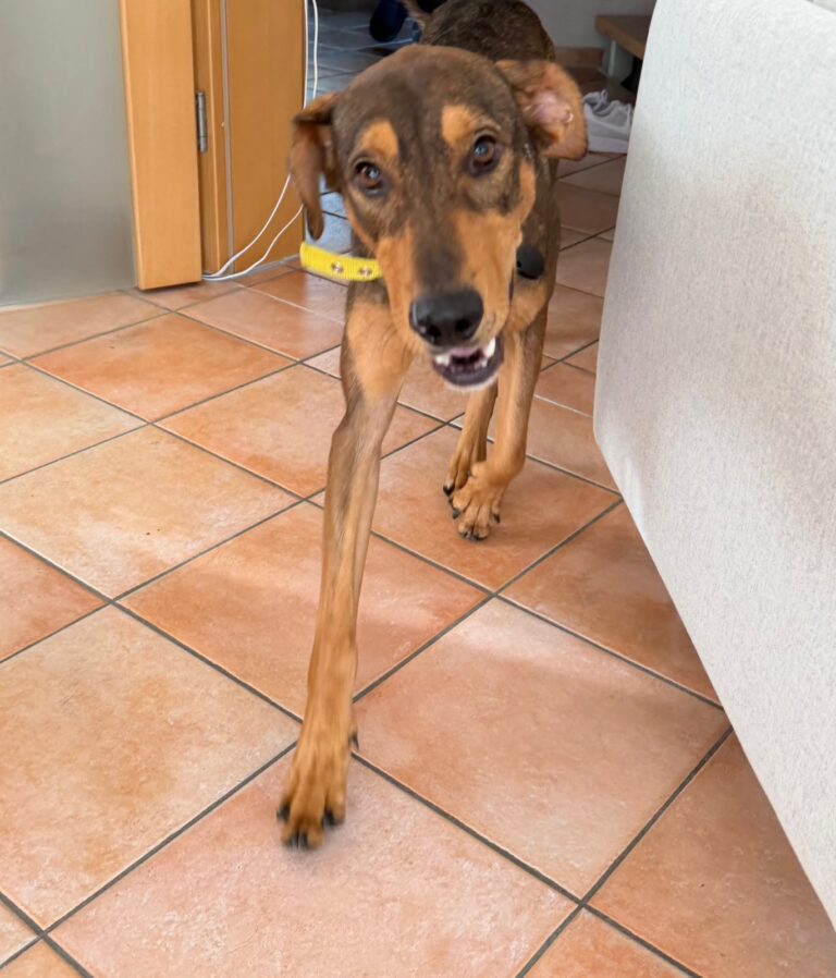 bruno 6