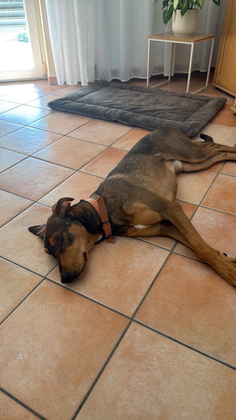 bruno 7