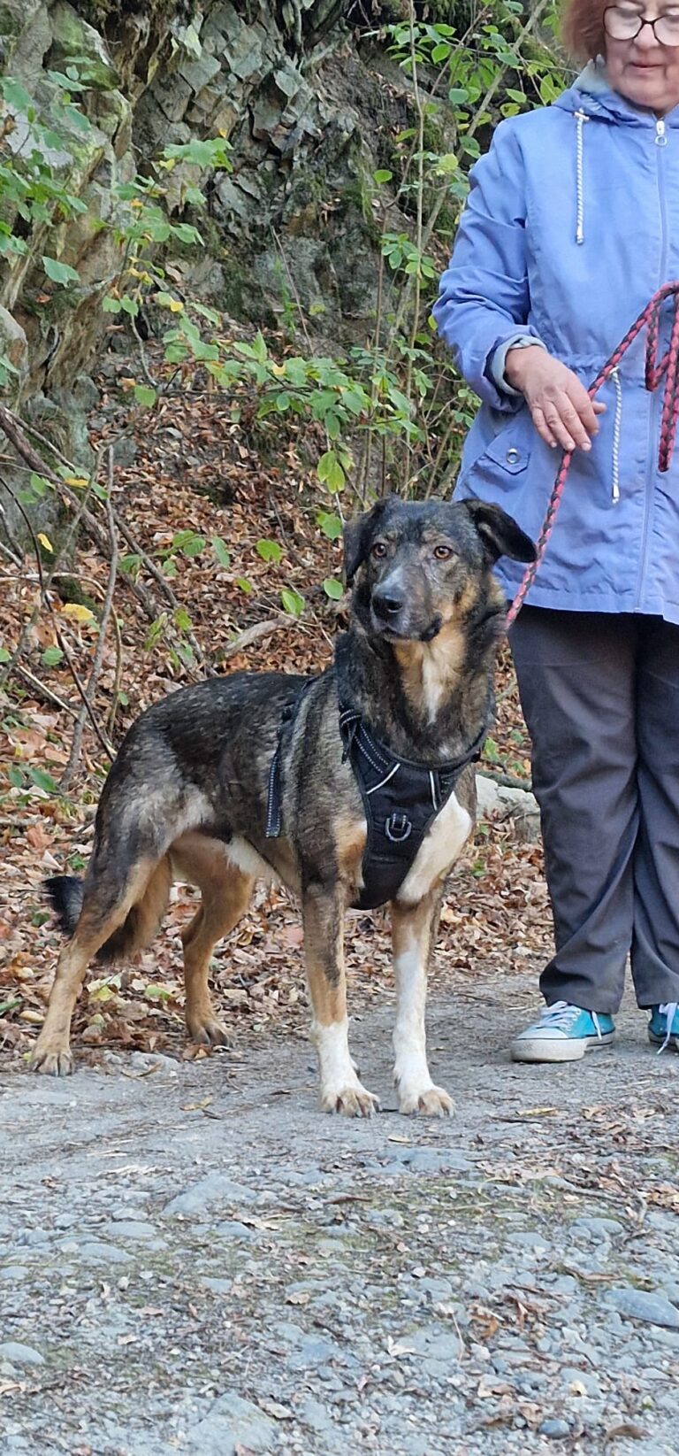 darko 1