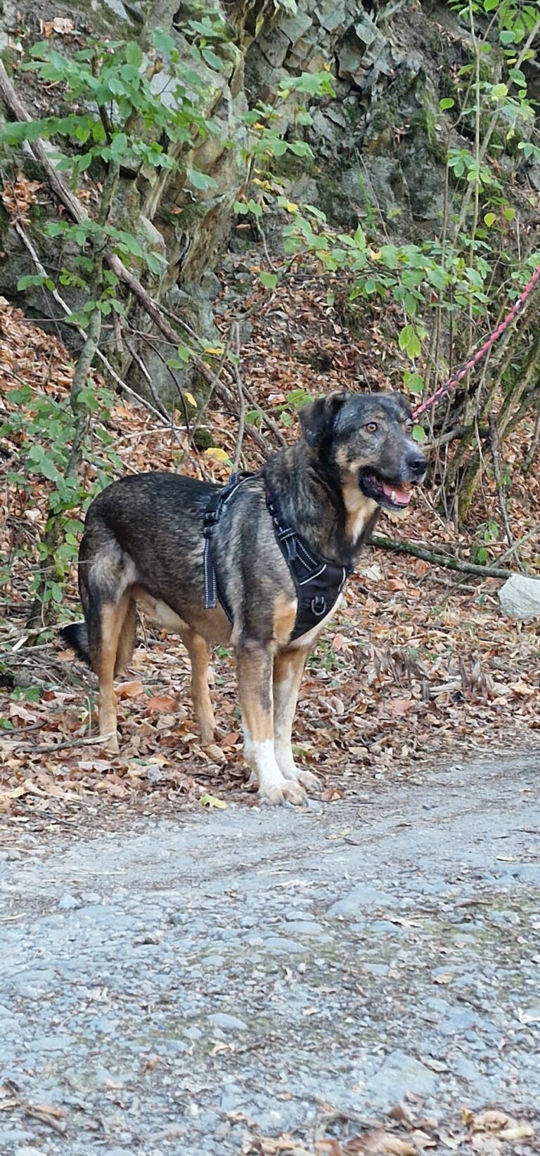 darko 2