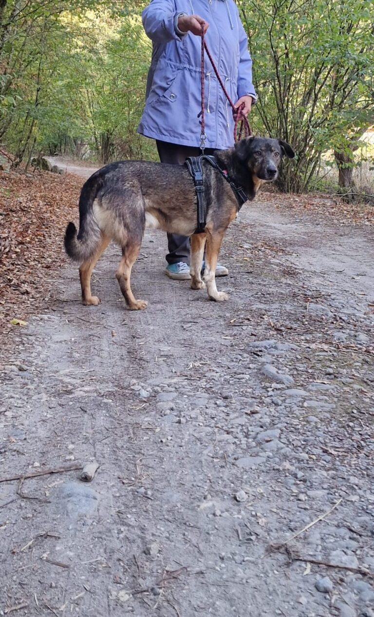 darko 8