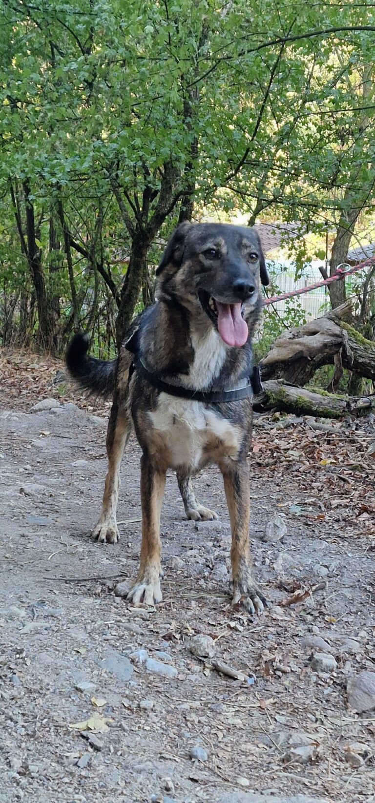 dina 1