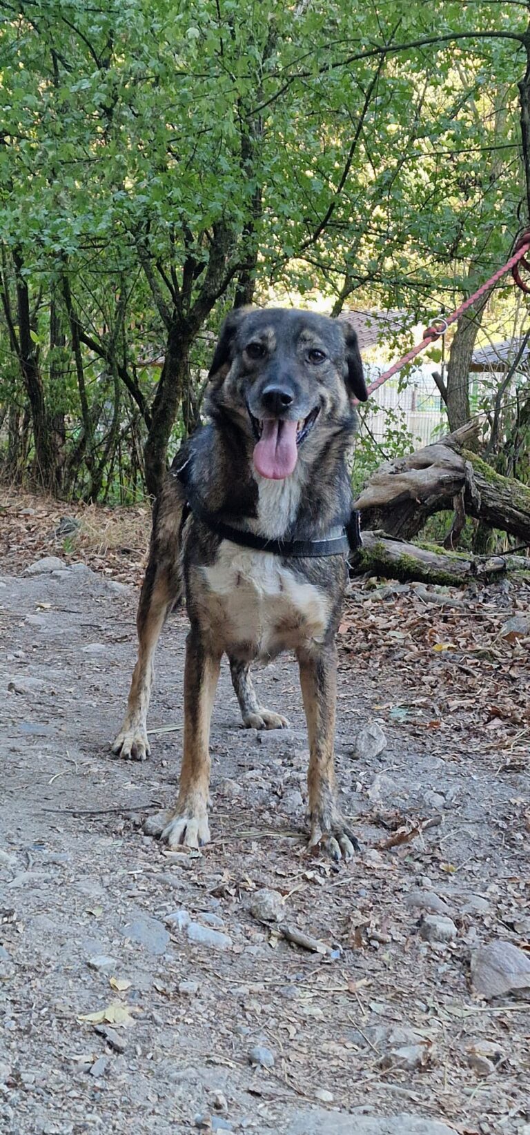 dina 4