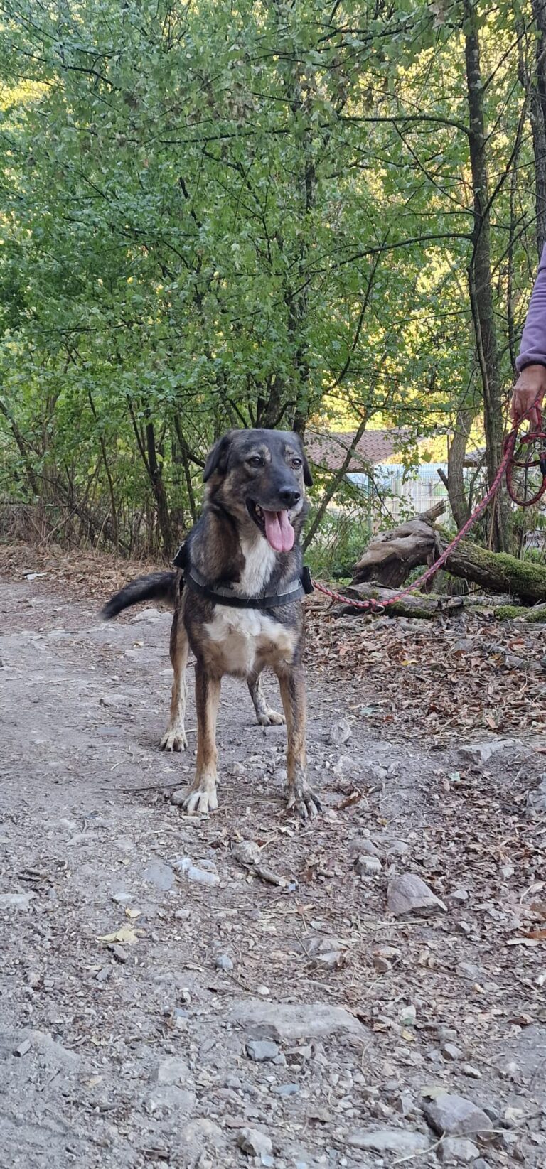dina 7