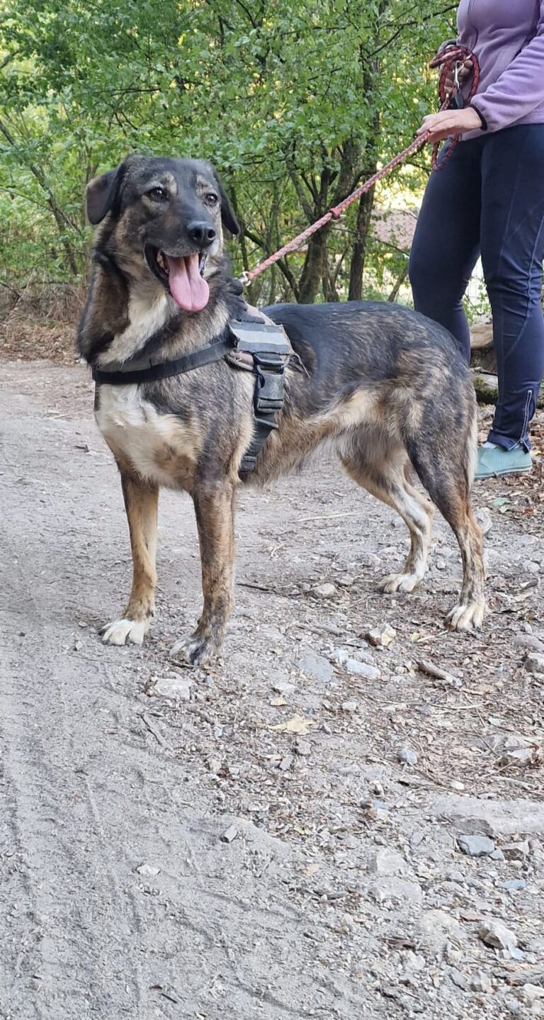 dina 8