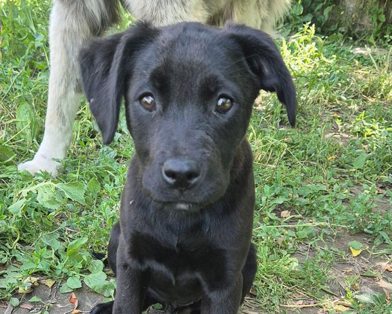 Doro