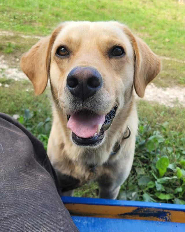 Doru