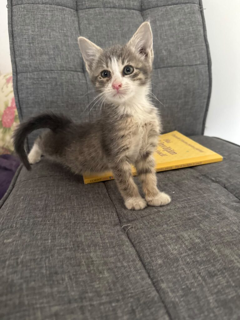 fifi 1