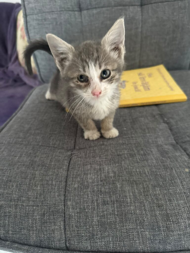 fifi 3
