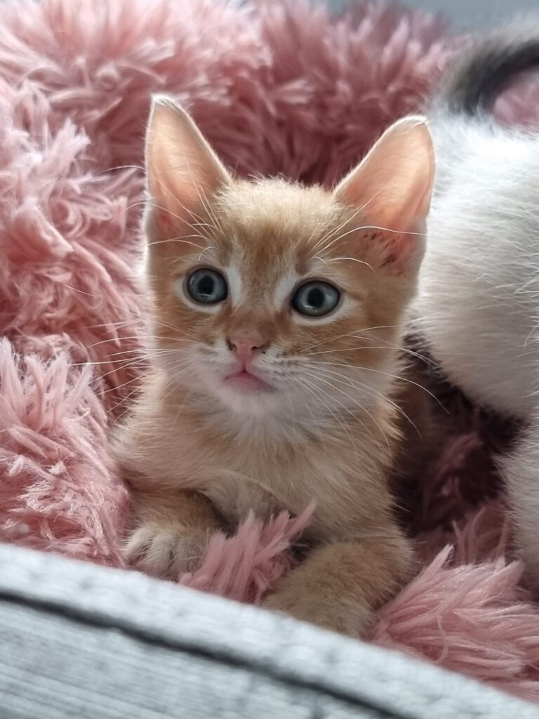 Garfield
