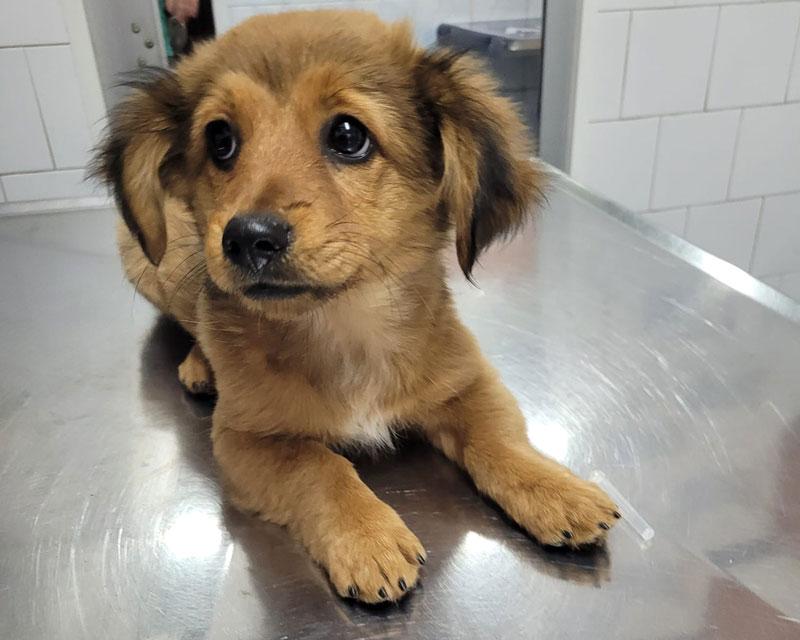 Ginger