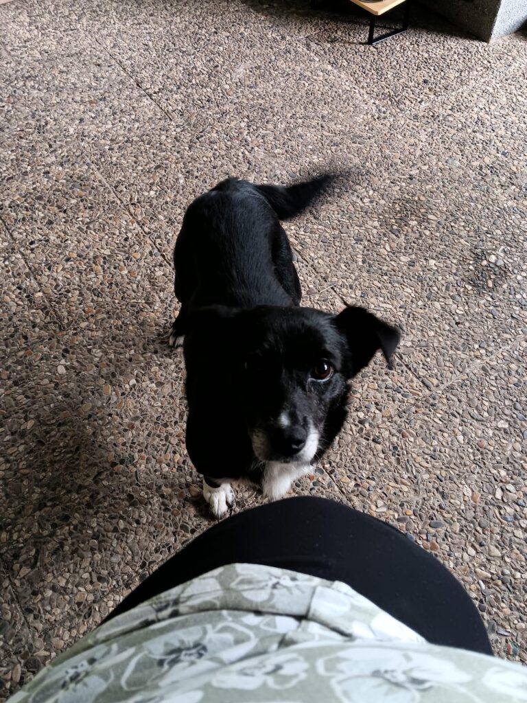 Heidi