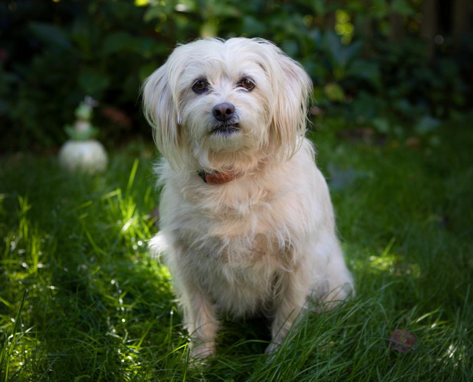 Jule