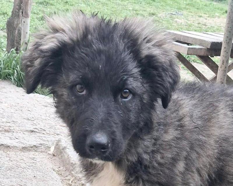 Kora