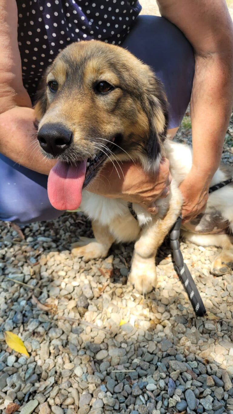 lassie 1