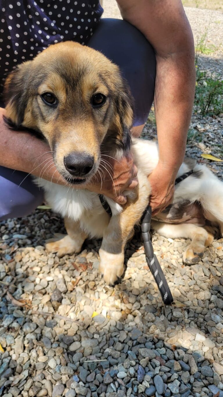 lassie 2