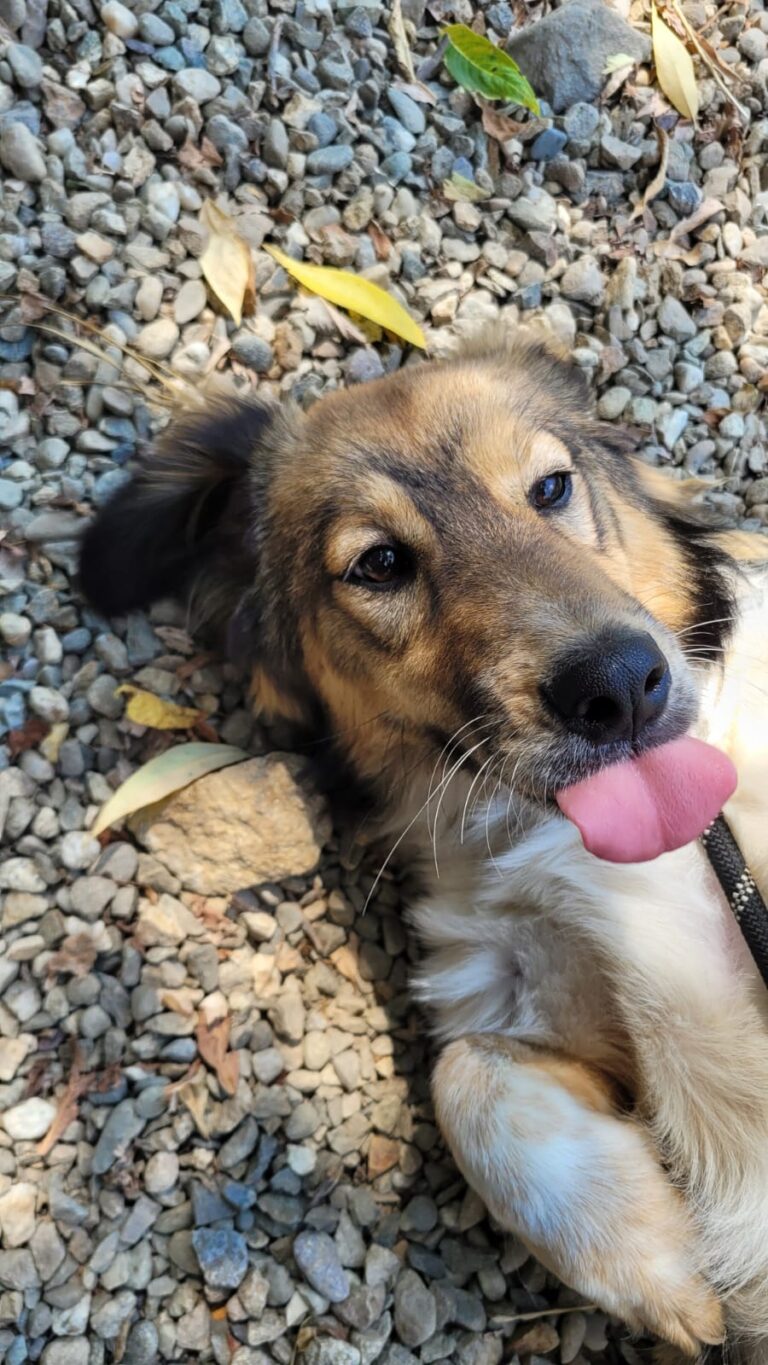 lassie 3