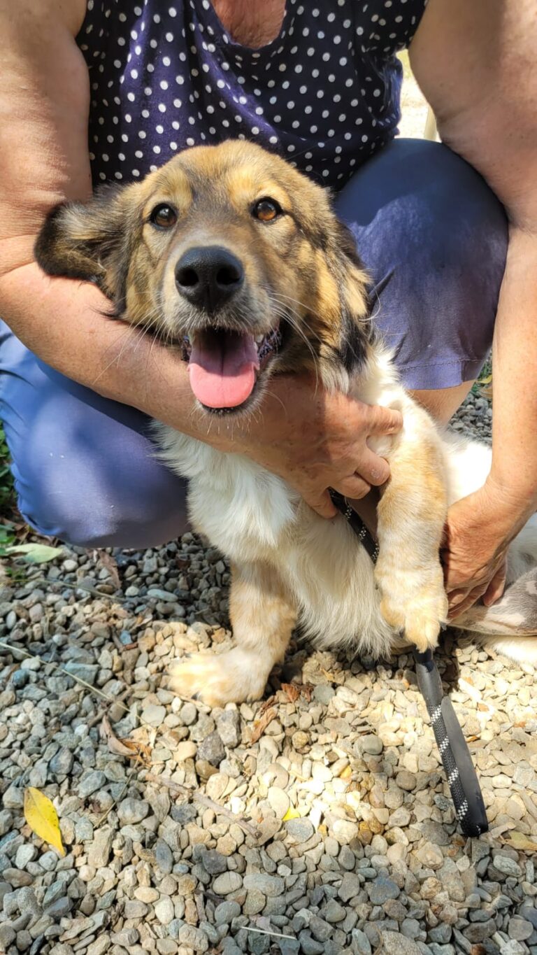 lassie 4