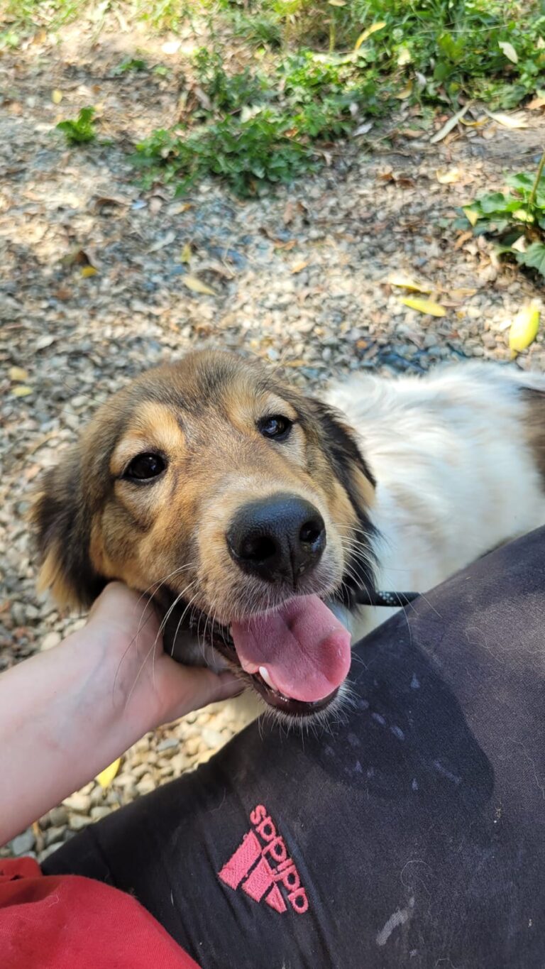 lassie 5