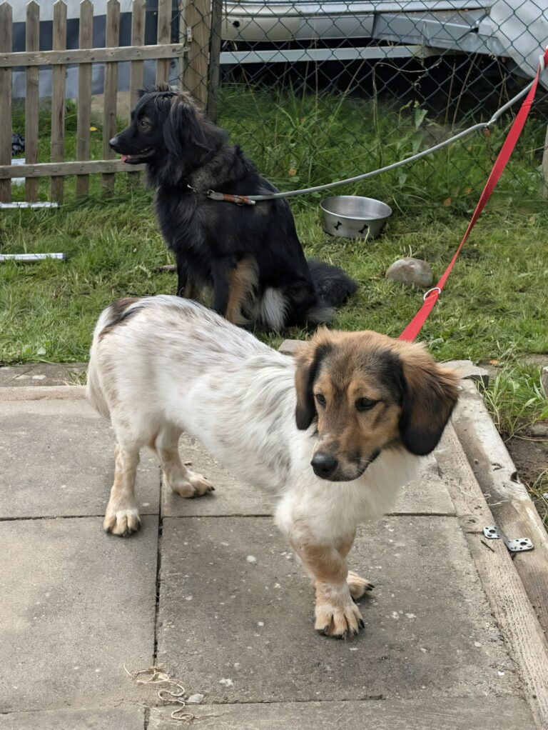 lassie 6