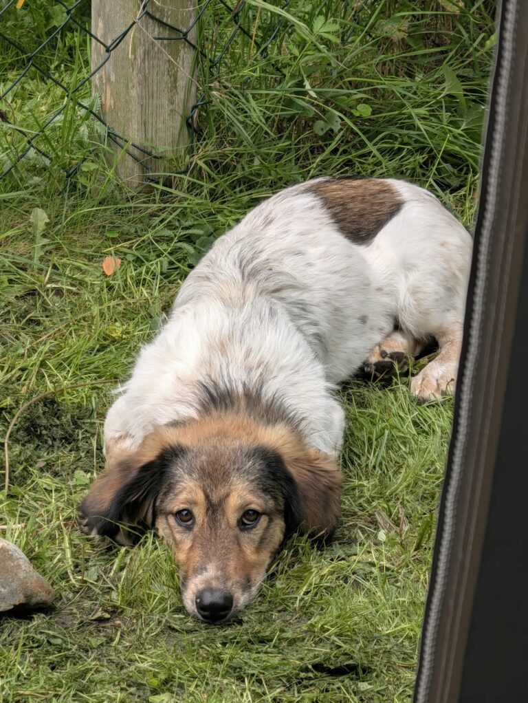 lassie 8