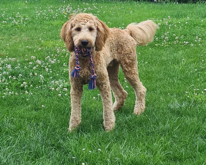 Leo