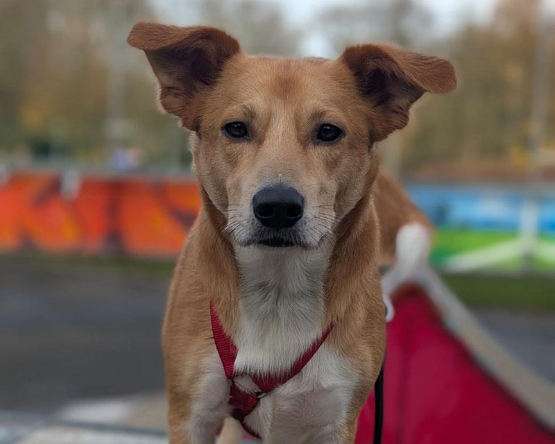 Luca