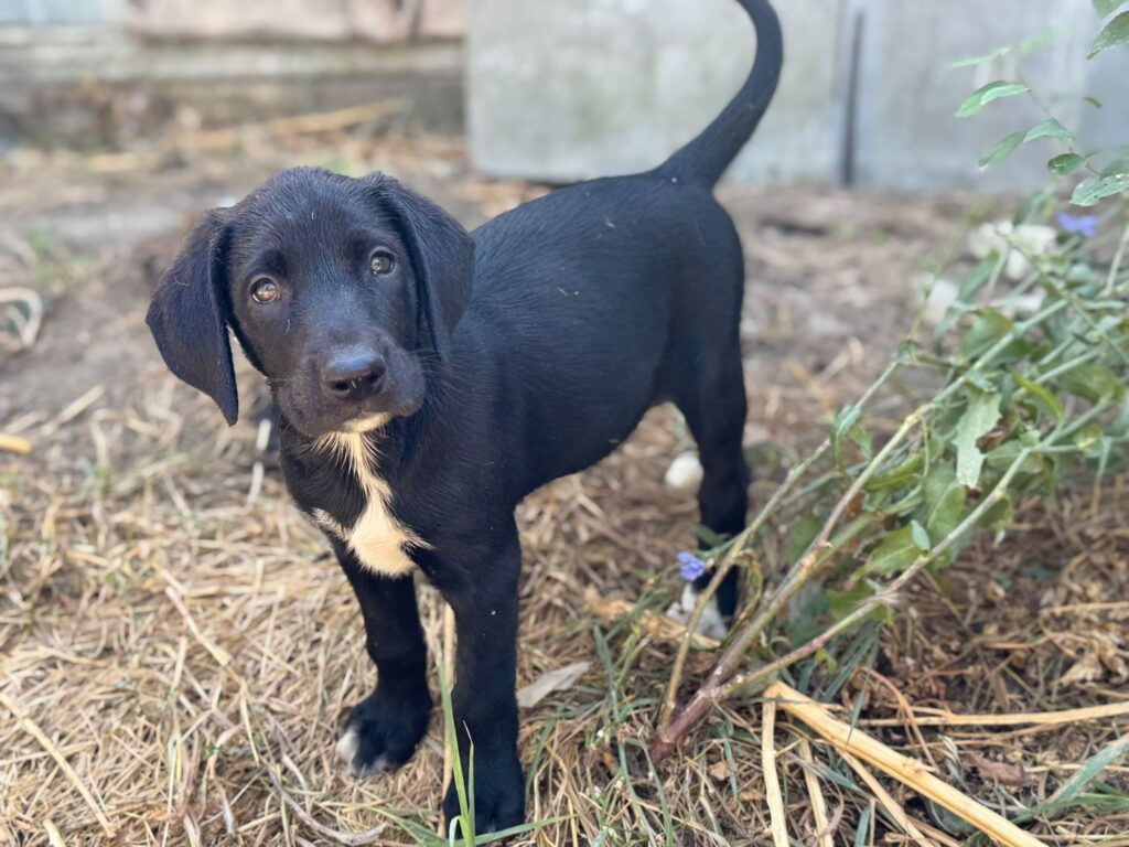 Mia