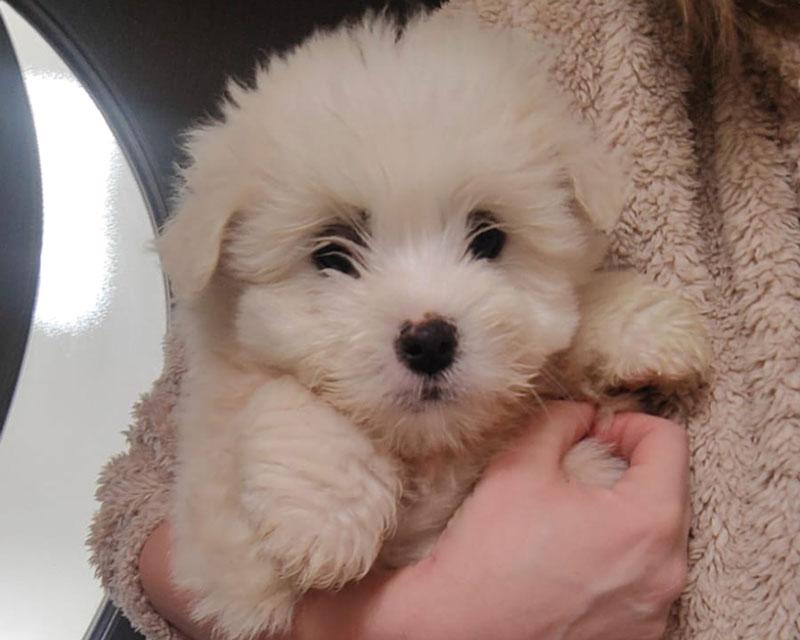 Minze