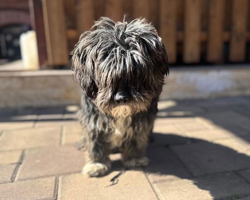 Mischa