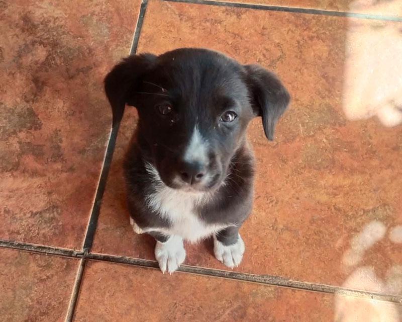 Molly