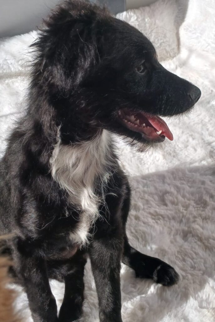 Niki