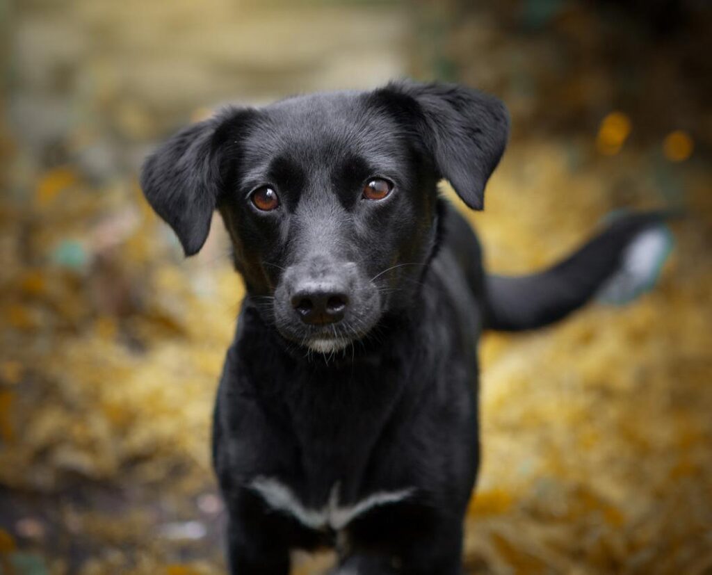 Pixie