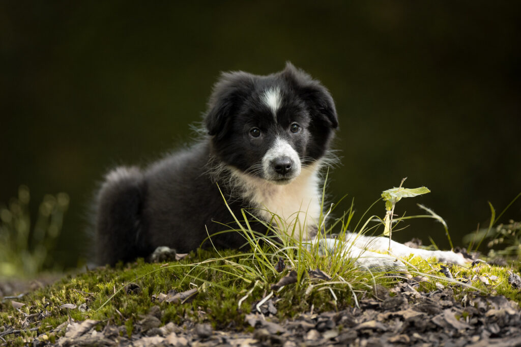 Mette