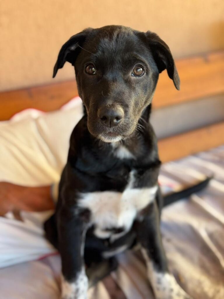 olive 11 773x1030