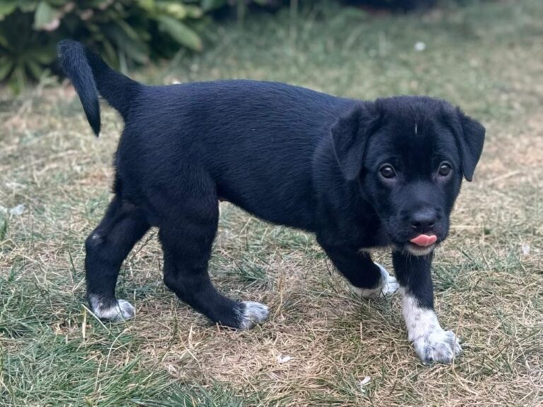olive 5 1030x773