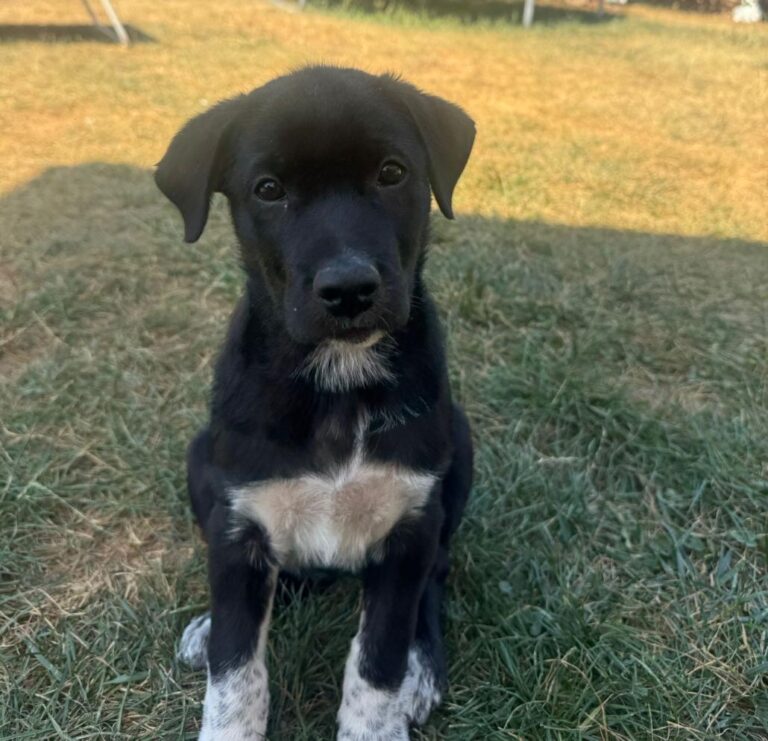 olive 7 1030x994
