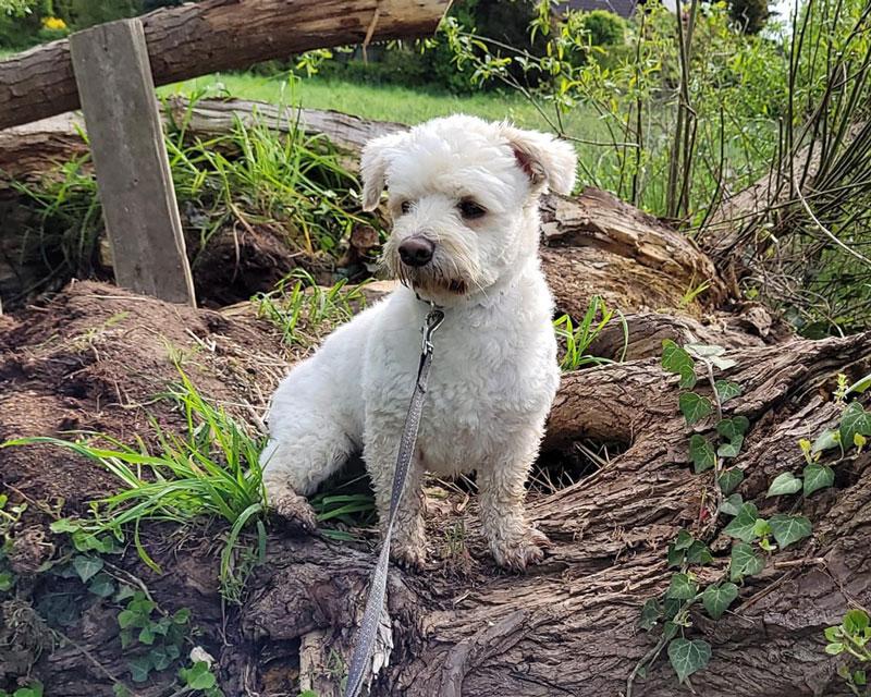 Oscar