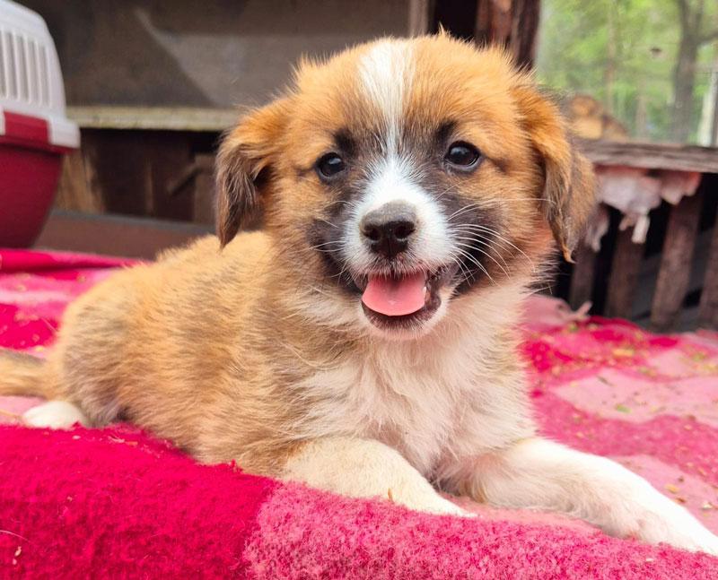 Pia
