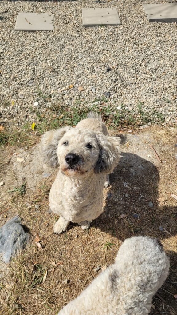 Pufi