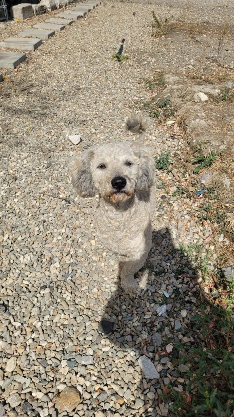 pufi 5
