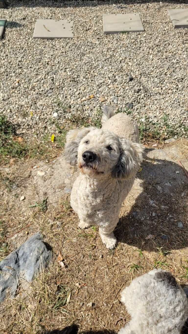 pufi 8